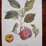 Plum plum botanical poster