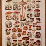 Lithograph on mushrooms - 1920