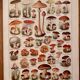 Lithographie sur les champignons - 1920