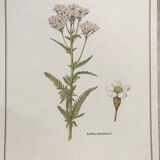 Botanical plank the Millefeuille