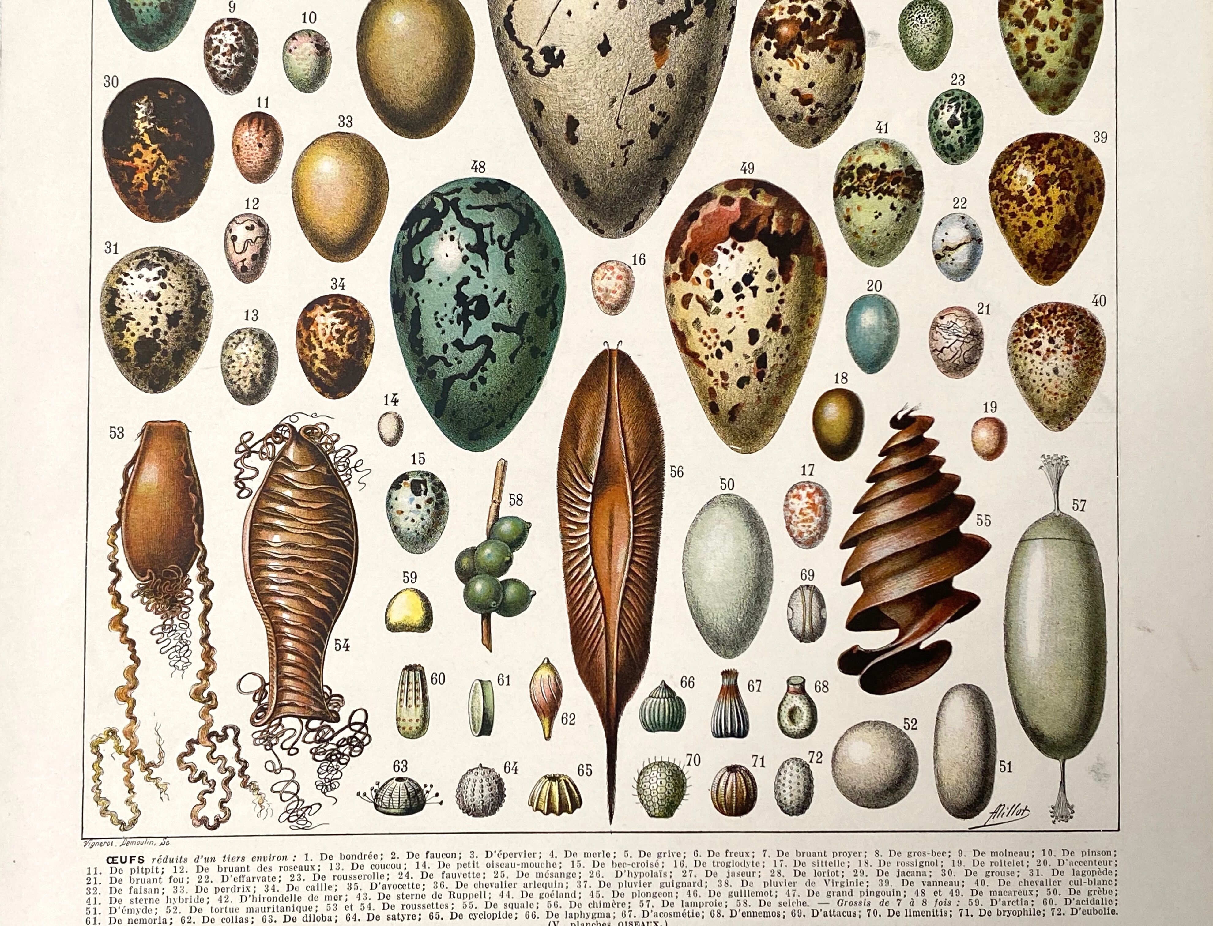 Old illustration Millot "eggs"