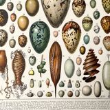 Old illustration Millot "eggs"