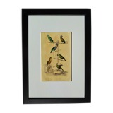 Original Ornithological plate " Meunier - Crik with blue face - &c... " Buffon (1836)