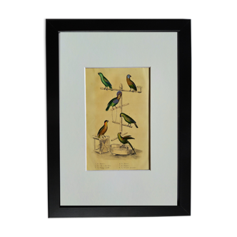 Original Ornithological plate " Meunier - Crik with blue face - &c... " Buffon (1836)