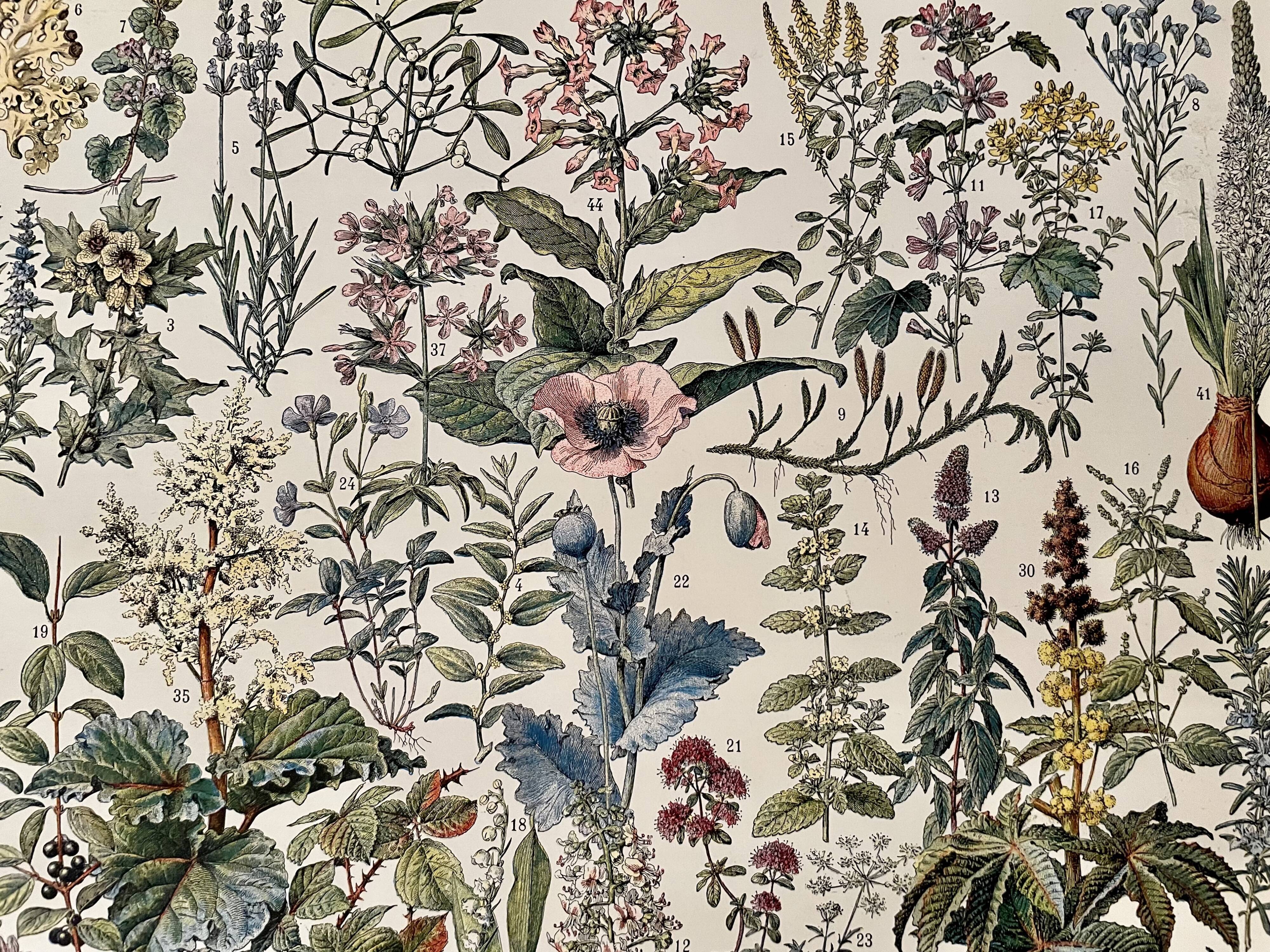 Lithograph on medicinal plants (mistletoe) - 1930