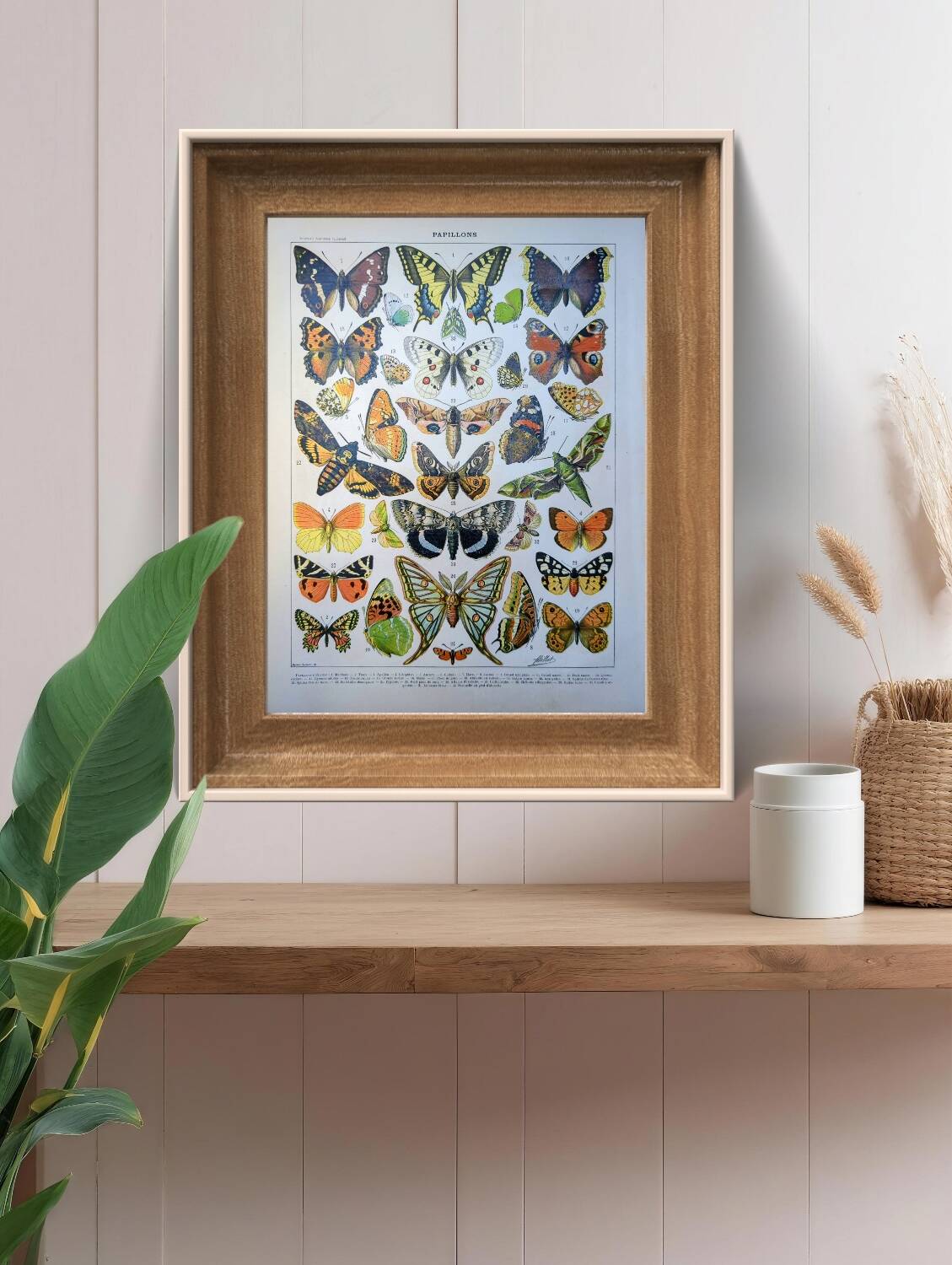 Imprimée en 1905, les papillons. Affiche Entomologique ancienne.