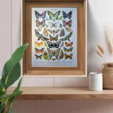 Imprimée en 1905, les papillons. Affiche Entomologique ancienne.