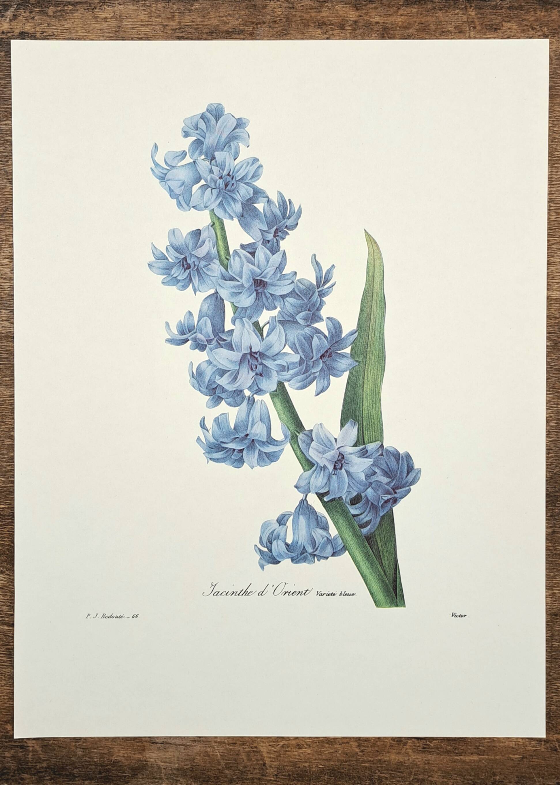 Oriental Hyacinth
