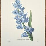Oriental Hyacinth
