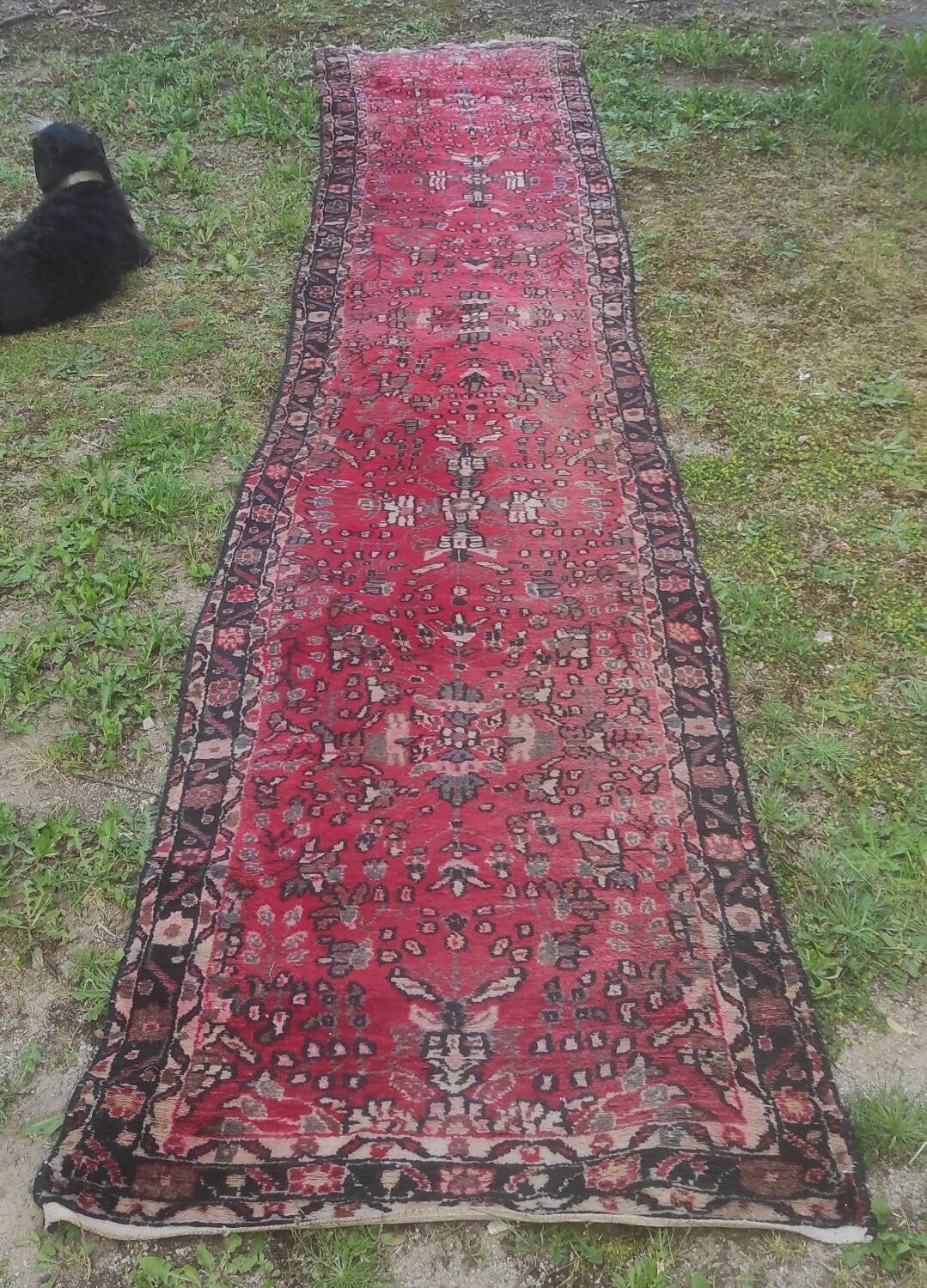 Wool carpet 4 m
