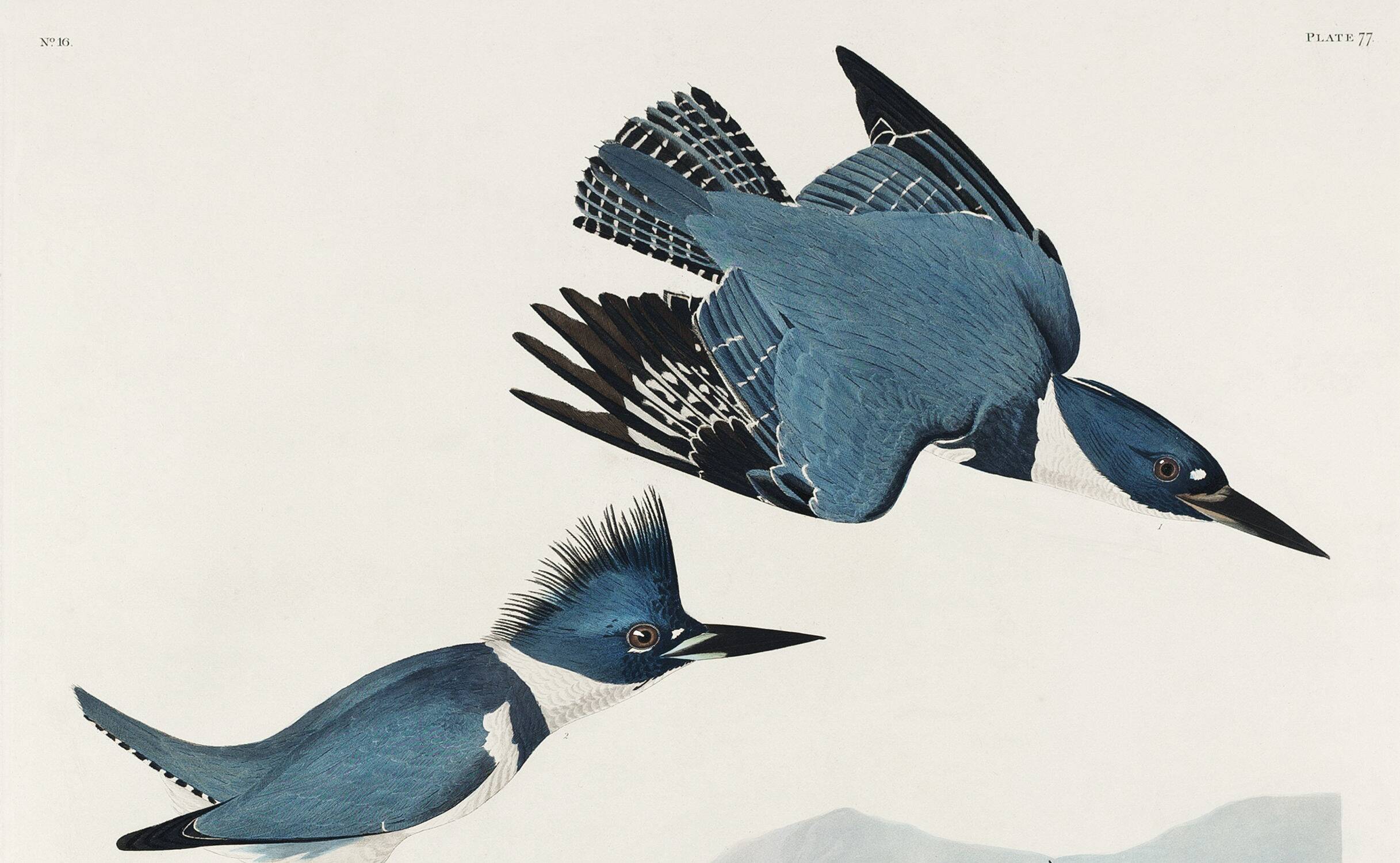 Poster of the American Kingfisher, based on an old engraving