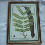 2 reproductions of botanical drawings by P. Bessa