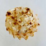 Shellfish