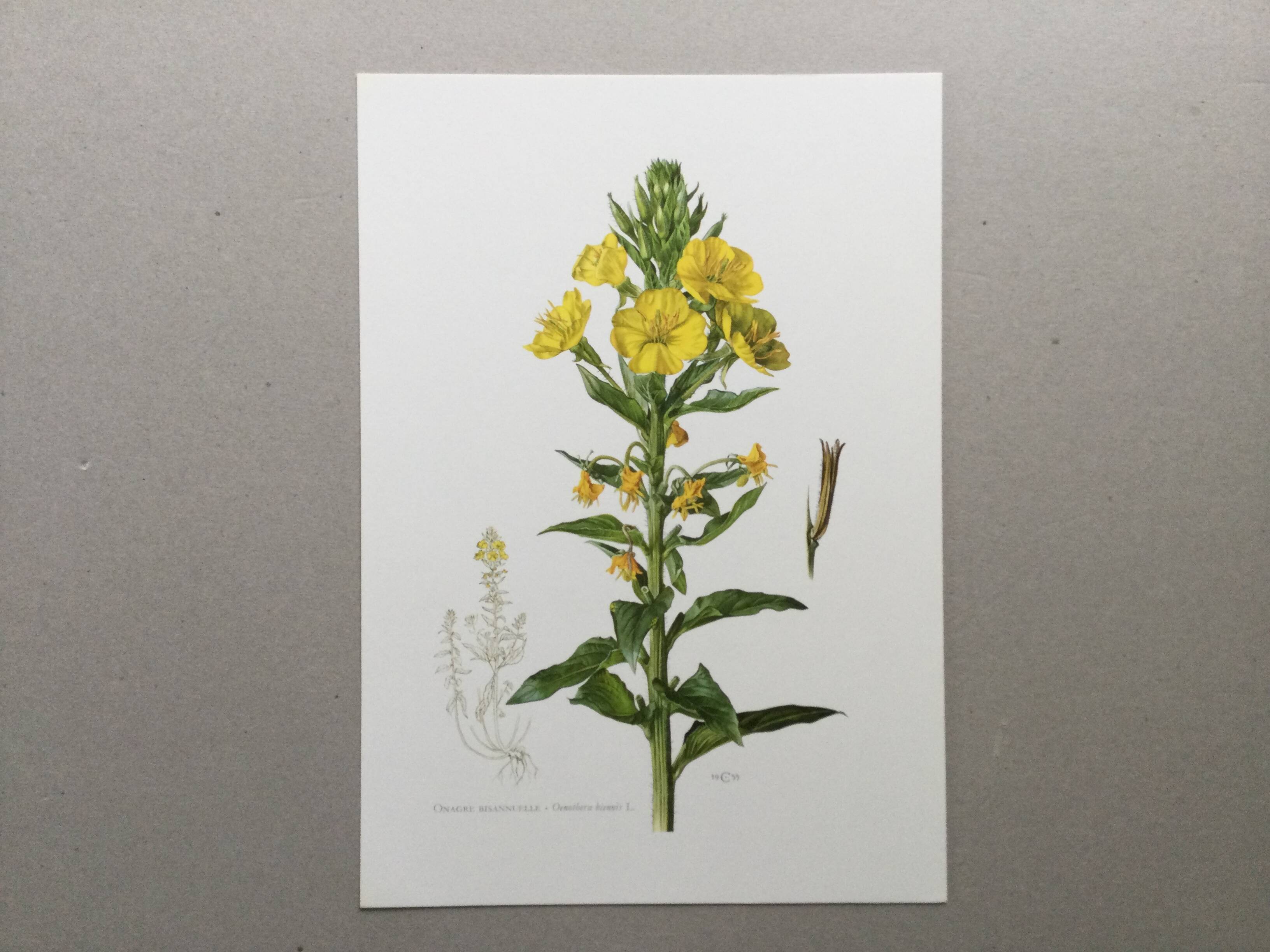 Botanical Illustration Flower Evening Primrose Vintage Print 60s