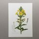 Botanical Illustration Flower Evening Primrose Vintage Print 60s