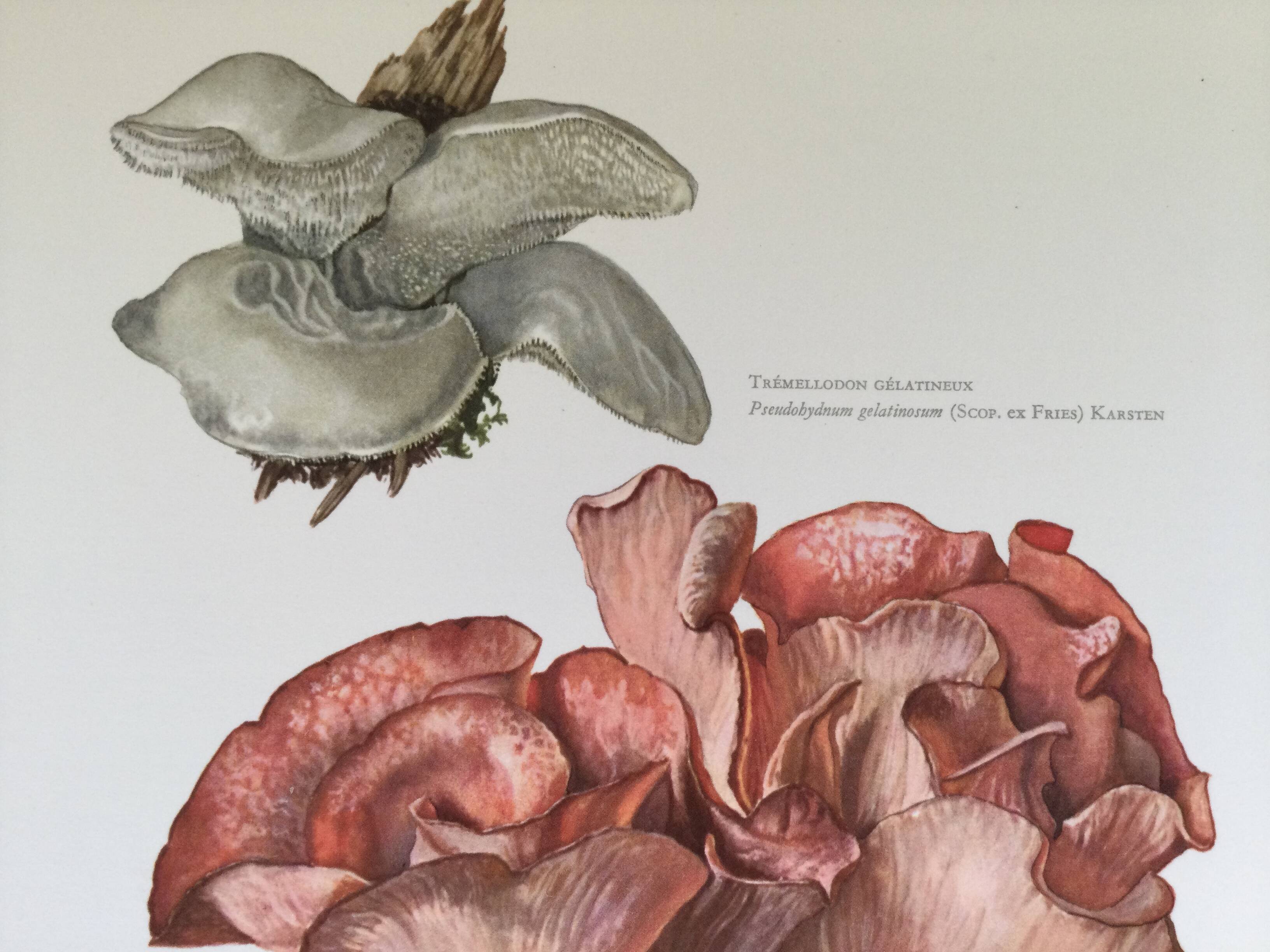 Botanical illustration "mushrooms", 1960s