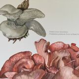 Illustration botanique "champignons", années 60