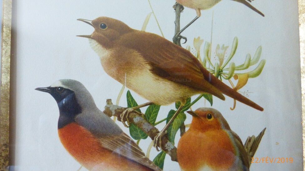 Birds - collection Hepatior N ° 2