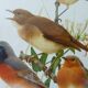 Birds - collection Hepatior N ° 2