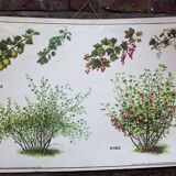 Vieille carte scolaire botanique groseiller rouge et grosseiler simple