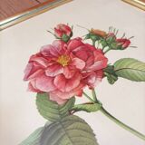 Lithograph PJ Redoute old pink