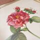 Lithograph PJ Redoute old pink