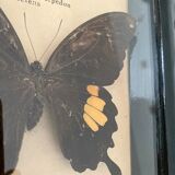 Frame of stuffed butterflies
