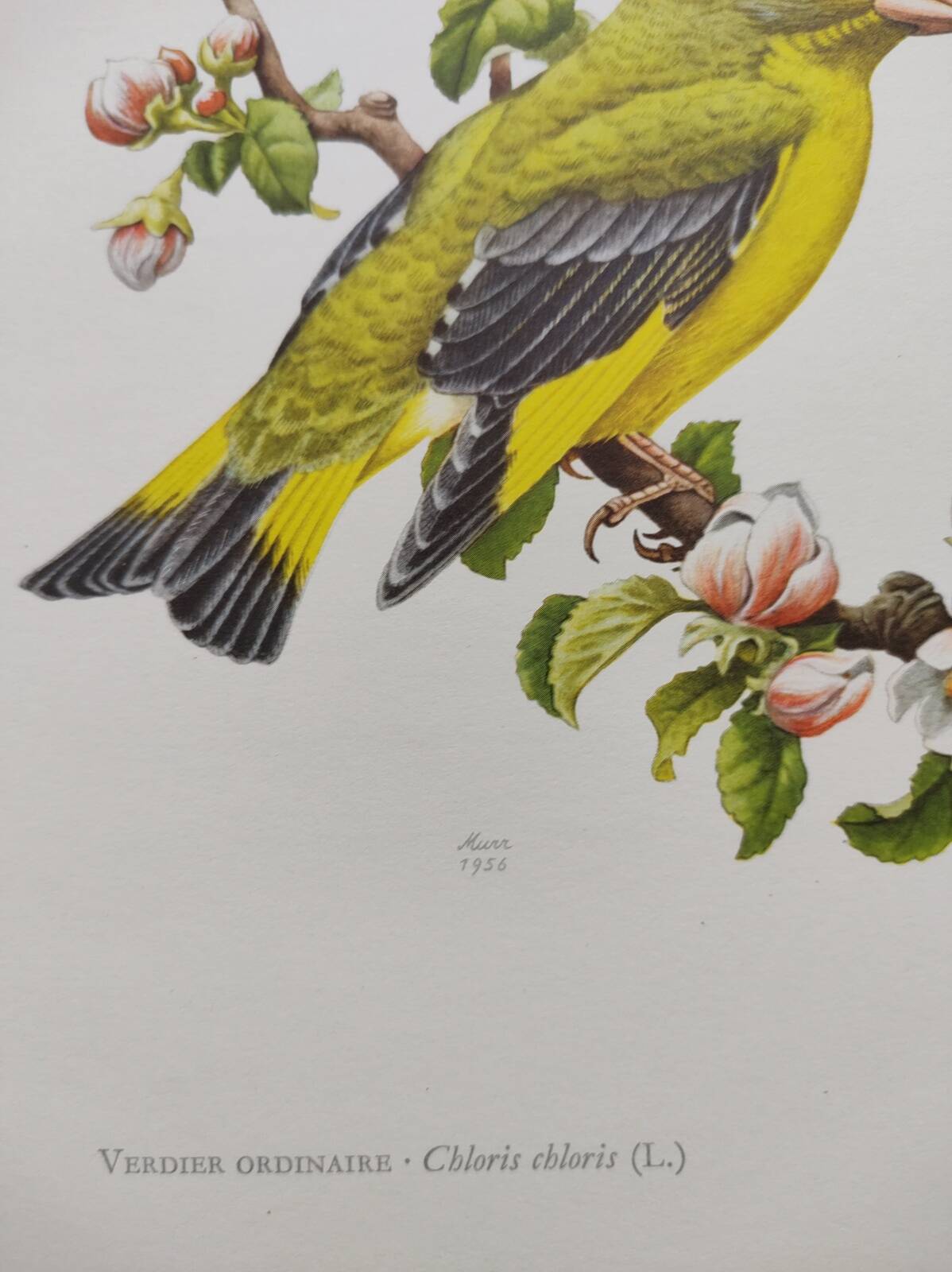 Bird board 60s - Ordinary Greenfinch - Vintage ornithological illustration