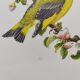 Bird board 60s - Ordinary Greenfinch - Vintage ornithological illustration