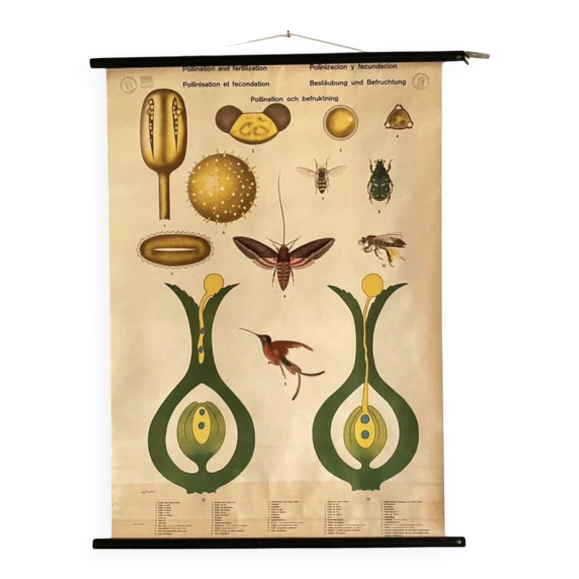Botanical Poster: Pollination and Fertilisation