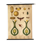 Botanical Poster: Pollination and Fertilisation