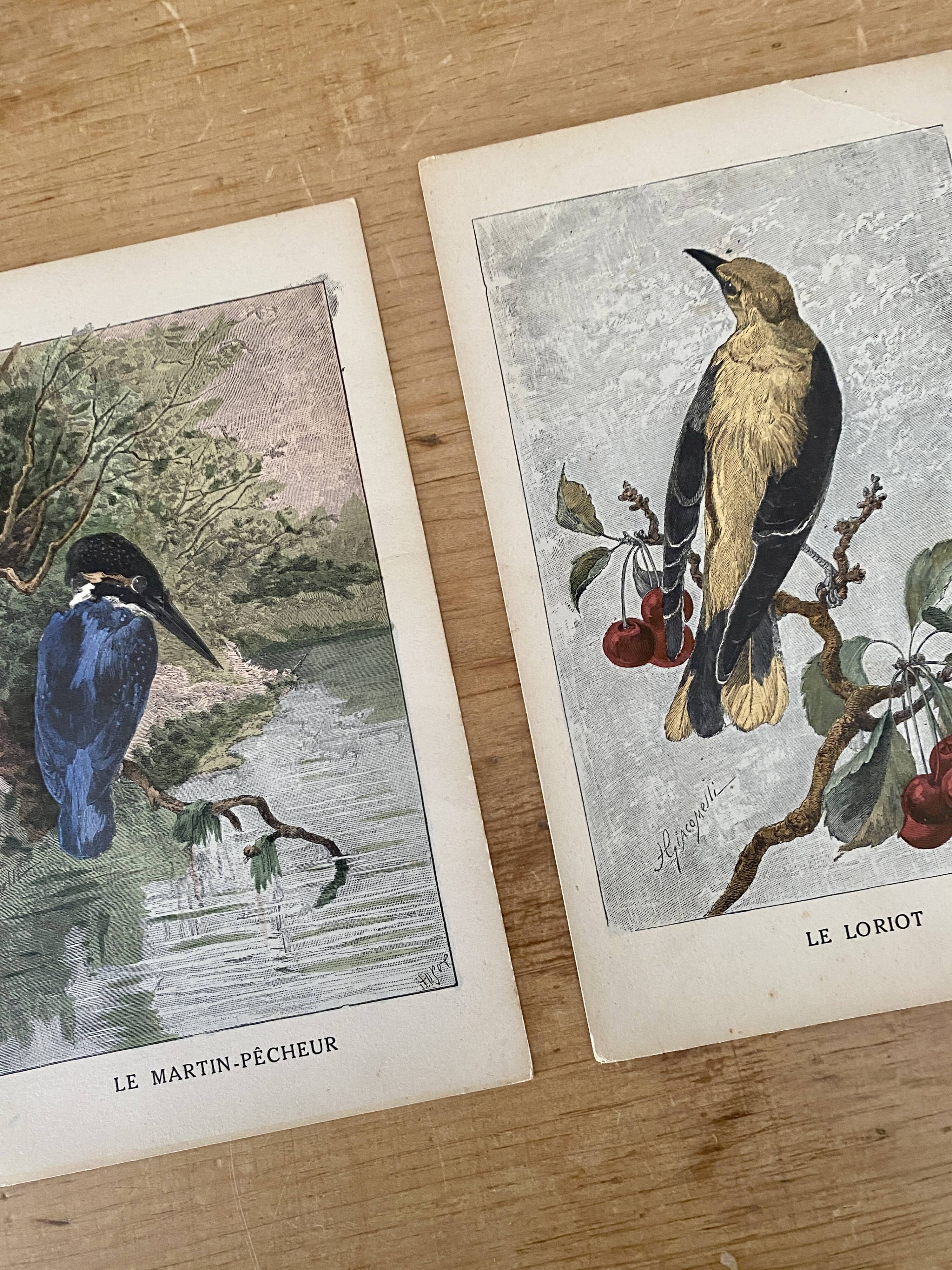 Old bird engraving - Giacomelli and Huyot - THE KING FISHER -