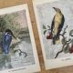 Old bird engraving - Giacomelli and Huyot - THE KING FISHER -