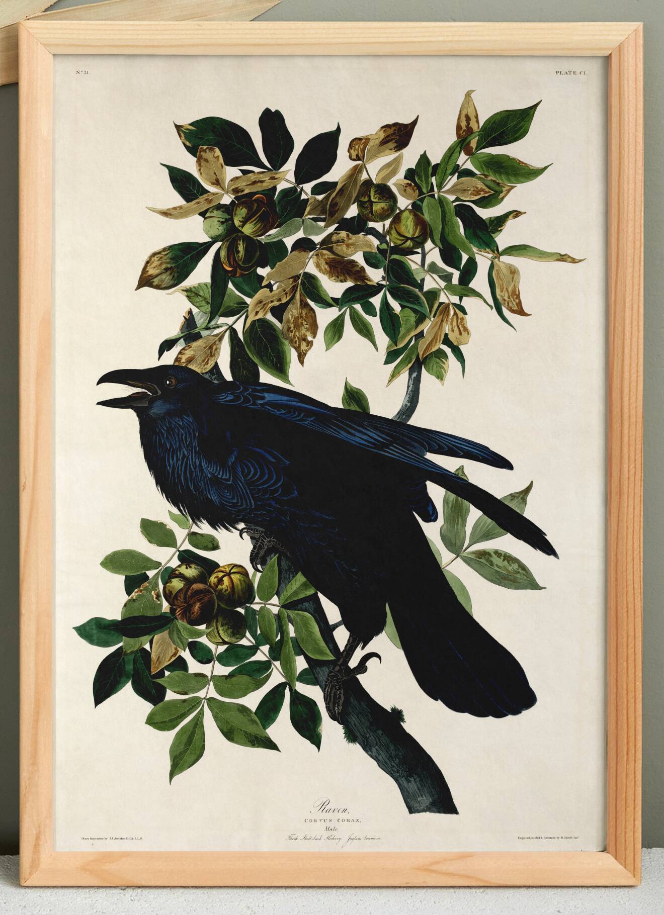 Poster about the Great Raven, based on an old engraving from 1827.