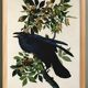 Poster about the Great Raven, based on an old engraving from 1827.