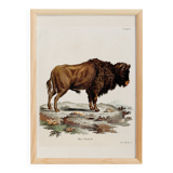 Poster about the Steppe Bison, based on an old engraving from 1774.