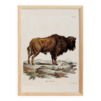 Poster about the Steppe Bison, based on an old engraving from 1774.