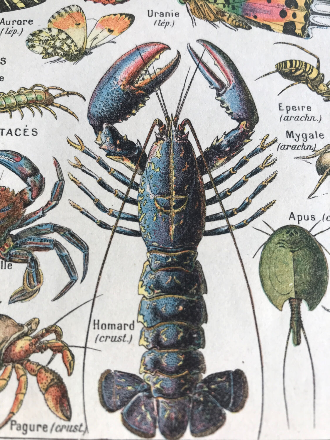 Original vintage plate on arthropods
