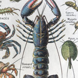 Planche originale vintage sur les arthropodes