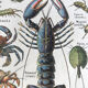 Planche originale vintage sur les arthropodes