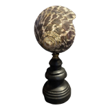 Cabinet of Curiosities shell tectus niloticus on base