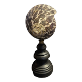 Cabinet of Curiosities shell tectus niloticus on base
