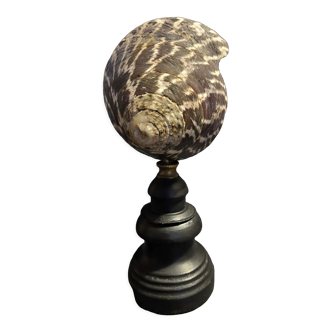 Cabinet of Curiosities shell tectus niloticus on base