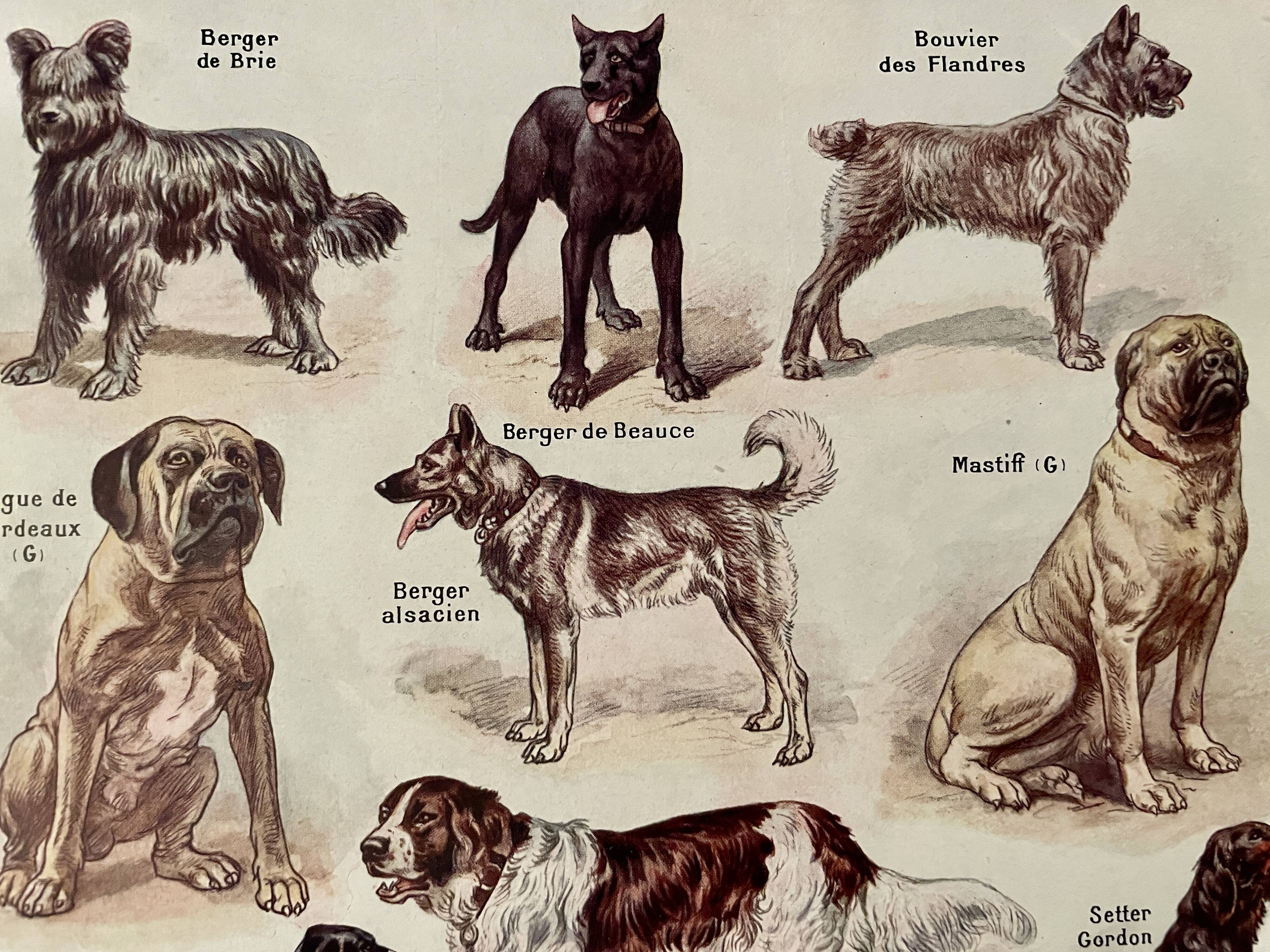 Lithographie sur les chiens - 1920