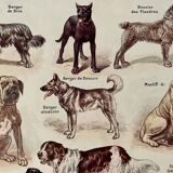 Lithograph on dogs - 1920