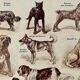 Lithograph on dogs - 1920