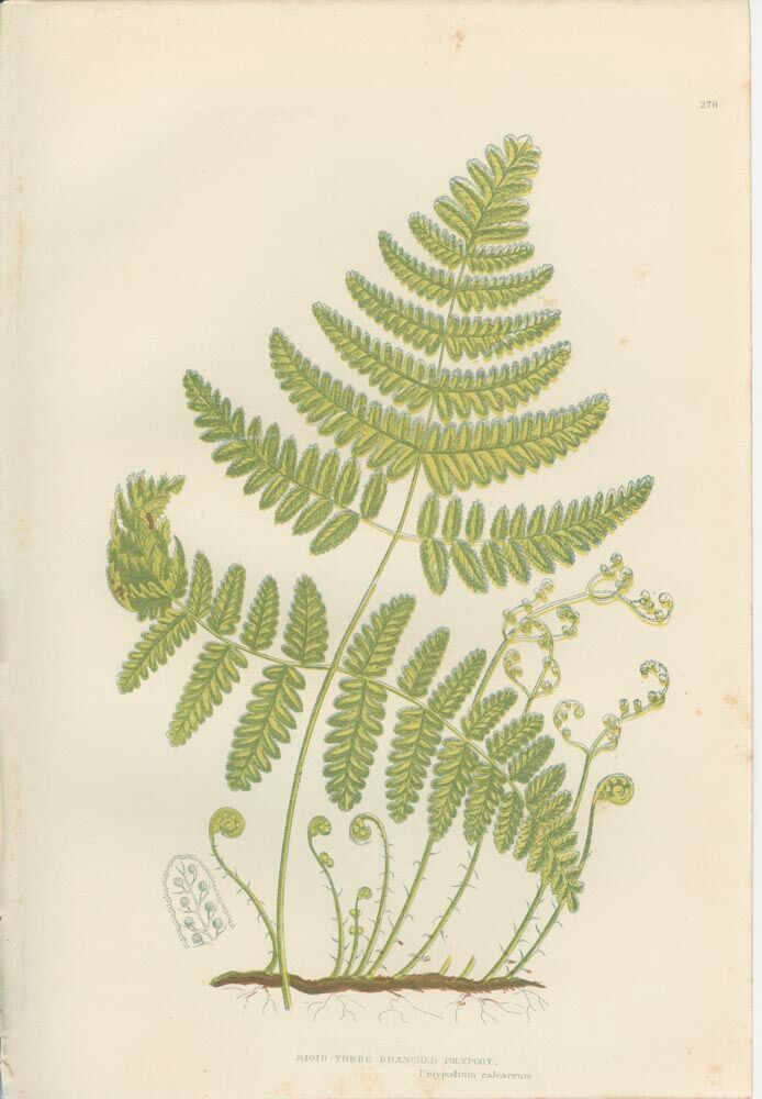 Deux planches botanique de fougères, polypode rigide à trois branches, polypode alpin