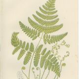 Two botanical plates of ferns: three-pointed rigid polypode, alpine polypode
