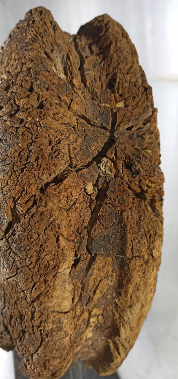 Ancienne roue de poulie en bois sur pied