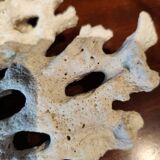 White coral